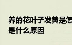 养的花叶子发黄是怎么回事 养的花叶子发黄是什么原因