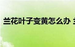 兰花叶子变黄怎么办 兰花叶子变黄怎么解决