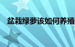 盆栽绿萝该如何养殖呢 盆栽绿萝养殖技巧