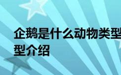 企鹅是什么动物类型 关于企鹅是什么动物类型介绍