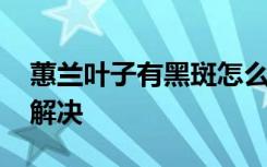 蕙兰叶子有黑斑怎么办 蕙兰叶子有黑斑怎么解决