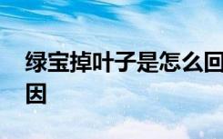 绿宝掉叶子是怎么回事 绿宝掉叶子是什么原因