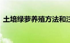 土培绿萝养殖方法和注意事项 如何养殖绿萝