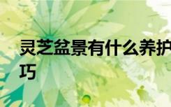 灵芝盆景有什么养护方法 灵芝盆景的养护技巧