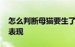 怎么判断母猫要生了 母猫要生小猫前有什么表现