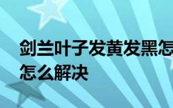 剑兰叶子发黄发黑怎么办 剑兰叶子发黄发黑怎么解决