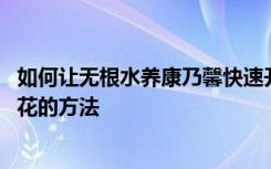 如何让无根水养康乃馨快速开花 让无根的水养康乃馨快速开花的方法