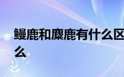 鳗鹿和麋鹿有什么区别 鳗鹿和麋鹿区别是什么