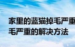 家里的蓝猫掉毛严重怎么处理 家里的蓝猫掉毛严重的解决方法