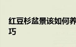 红豆杉盆景该如何养殖 红豆杉盆景的养殖技巧