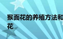 猴面花的养殖方法和注意事项 如何养殖猴面花