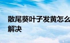 散尾葵叶子发黄怎么办 散尾葵叶子发黄怎么解决