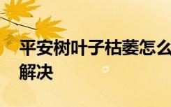 平安树叶子枯萎怎么办 平安树叶子枯萎怎么解决