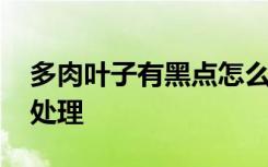 多肉叶子有黑点怎么办 多肉叶子有黑点如何处理