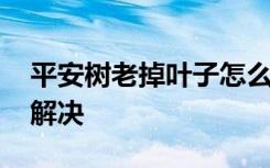 平安树老掉叶子怎么办 平安树老掉叶子怎么解决