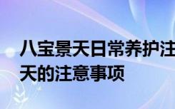 八宝景天日常养护注意事项大全 养殖八宝景天的注意事项