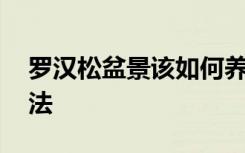 罗汉松盆景该如何养殖 罗汉松盆景的养殖方法