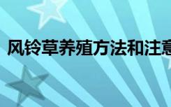 风铃草养殖方法和注意事项 如何养殖风铃草