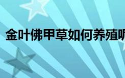 金叶佛甲草如何养殖呢 金叶佛甲草怎么种植