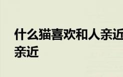 什么猫喜欢和人亲近 哪个品种的猫喜欢和人亲近