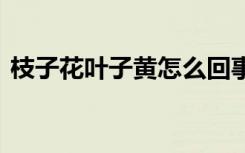 枝子花叶子黄怎么回事 栀子花为什么叶子黄