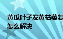 黄瓜叶子发黄枯萎怎么办 黄瓜叶子发黄枯萎怎么解决