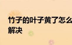 竹子的叶子黄了怎么办 竹子的叶子黄了怎么解决