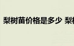 梨树苗价格是多少 梨树苗的批发价格是多少