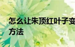 怎么让朱顶红叶子变短 让朱顶红叶子变短的方法