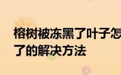 榕树被冻黑了叶子怎么办啊 榕树叶子被冻黑了的解决方法