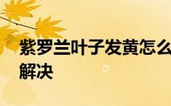 紫罗兰叶子发黄怎么办 紫罗兰叶子发黄怎么解决