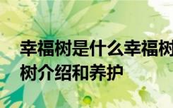 幸福树是什么幸福树的作用及养护方法 幸福树介绍和养护