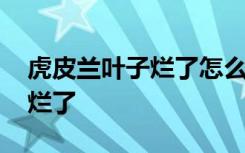 虎皮兰叶子烂了怎么办 如何解决虎皮兰叶子烂了