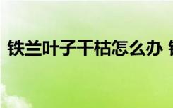 铁兰叶子干枯怎么办 铁兰叶子干枯如何处理