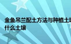 金鱼吊兰配土方法与种植土壤 金鱼吊兰配土方法与种植需要什么土壤