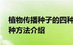 植物传播种子的四种方法 植物传播种子的四种方法介绍