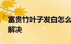 富贵竹叶子发白怎么办 富贵竹叶子发白怎么解决