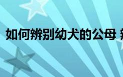 如何辨别幼犬的公母 辨别幼犬的公母的窍门