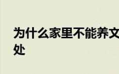 为什么家里不能养文竹 家里养文竹有什么好处