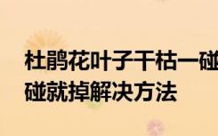 杜鹃花叶子干枯一碰就掉 杜鹃花叶子干枯一碰就掉解决方法