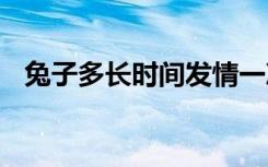 兔子多长时间发情一次 兔子多久发情一次