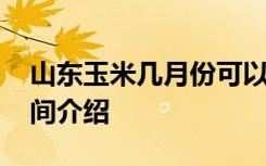 山东玉米几月份可以收 关于山东玉米收获时间介绍