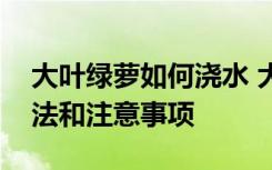 大叶绿萝如何浇水 大叶绿萝怎么浇水养殖方法和注意事项