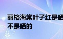 丽格海棠叶子红是晒的吗 丽格海棠叶子红是不是晒的