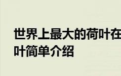 世界上最大的荷叶在哪里呢 世界上最大的荷叶简单介绍