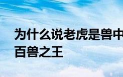 为什么说老虎是兽中之王 老虎为什么被称为百兽之王