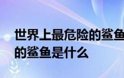 世界上最危险的鲨鱼是哪一种 世界上最危险的鲨鱼是什么