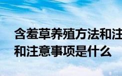 含羞草养殖方法和注意事项 含羞草养殖方法和注意事项是什么