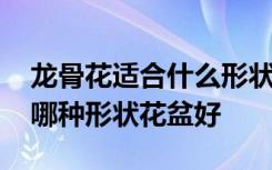 龙骨花适合什么形状花盆好 请问龙骨花适合哪种形状花盆好