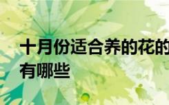 十月份适合养的花的介绍 十月份适合养的花有哪些